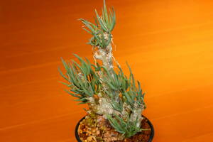 セネシオ・ラティキペス　Senecio laticipes　冬型　長期管理の良質株　セネキオ・ラティキペス　オトンナ や 塊根植物 好きな方へ