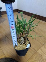 冬型塊根植物　実生物オトンナ プロテクタ３寸（９ｃｍポット）Ｎｏ．1_画像3