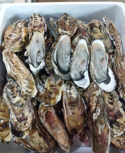  free shipping *... direct delivery direct sale * with translation rose ..( raw meal possible ) meal ... shop oriented 15kg entering (110 from 140 piece bead ) Hokkaido . fire . from delivery 