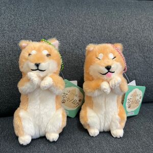 ほっこり柴犬　茶々ノ助　ぬいぐるみ　マスコット　2種セット