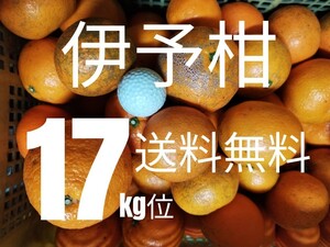 鬼1　訳あり伊予柑17kg位大中小MIX送料無料　俺もお前も大物だ！