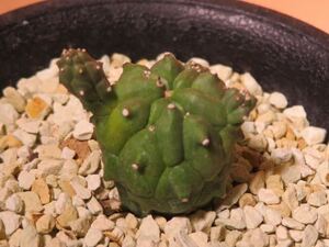 57 Euphorbia gamkaensis ユーフォルビア ガムケンシス サボテン 多肉植物 塊根　コーデックス 塊茎