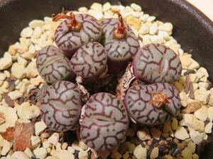 46 コノフィツム 井手ウイッテベルゲンセ Conophytum サボテン 多肉植物