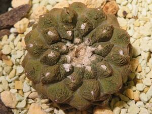 131 コピアポア ヒポガエア リザードスキン Copiapoa hypogaea サボテン 多肉植物