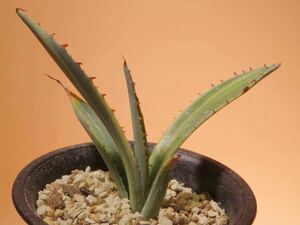 27 アガベ 屈原の舞扇 Agave サボテン 多肉植物