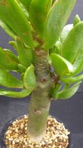 多肉植物　チレコドン　パニクラツス　阿房宮　冬型塊茎種　3_画像6