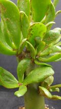 多肉植物　チレコドン　パニクラツス　阿房宮　冬型塊茎種　3_画像4