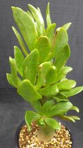 多肉植物　チレコドン　パニクラツス　阿房宮　冬型塊茎種　3_画像1