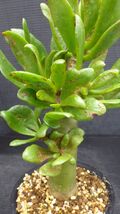 多肉植物　チレコドン　パニクラツス　阿房宮　冬型塊茎種　3_画像2