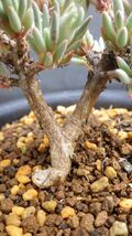 多肉植物　フィロボルス（スパルマンサス）sp　サザーランド　塊根塊茎種　なかなかマニアックな1品　2_画像4