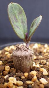 多肉植物　オトンナ　ギムノディスクス　冬型塊根種　マニア向け　ちょい大きめ　3