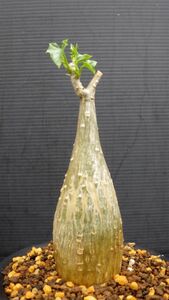 多肉植物　ゲラルダンサス　マクロリザス　眠り布袋　塊根種　実生苗　ウリ科