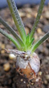 多肉植物　ペラルゴニウム　ビオリフロルム　典型的な冬型塊根種　原種　実生苗　2