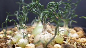 多肉植物　オーニソガラム　トルツオスム　チリチリの葉っぱ　可愛いアホ毛　1