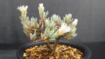 多肉植物　フィロボルス（スパルマンサス）sp　サザーランド　塊根塊茎種　なかなかマニアックな1品　2_画像9