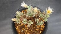 多肉植物　フィロボルス（スパルマンサス）sp　サザーランド　塊根塊茎種　なかなかマニアックな1品　2_画像6