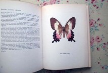 45365/世界の美しい蝶 カラー・イラスト図鑑 Beautiful Butterflies 1965年 Spring Books アゲハチョウ シジミチョウ 昆虫画 バタフライ_画像5