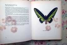 45365/世界の美しい蝶 カラー・イラスト図鑑 Beautiful Butterflies 1965年 Spring Books アゲハチョウ シジミチョウ 昆虫画 バタフライ_画像4