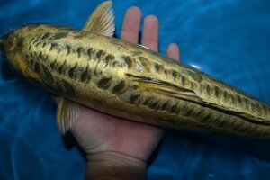 【魚酔#110】獅子顔カラシ系！ 黄金バット 2022年生 43cm メス