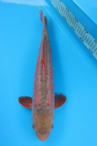 【魚酔#303ドイツ変わり鯉 2022年生 43cm