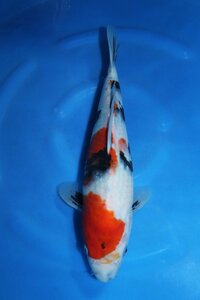 【魚酔#122】伊佐養鯉場産 昭和三色 2022年生 34cm メス