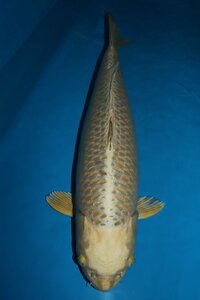 【魚酔#170】覆鱗が綺麗な逸品です！ 獅子顔カラシ系！ 昔黄金 2021年生 65cm メス