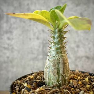 【2022年播種】パキポディウム・ウィンゾリー①(Pachypodium baronii var.windsorii) / 塊根植物 コーデックス 多肉植物