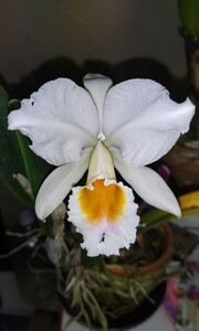 洋蘭 原種 カトレア C.percivaliana alba ’Sonia' 大株