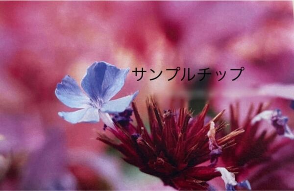 計測用ネイルチップ サンプルチップ