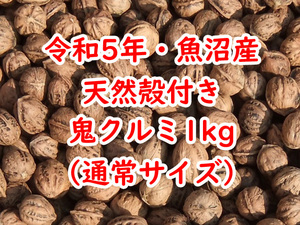 令和5年★新潟・魚沼産★天然殻付き鬼クルミ★1kg★通常サイズ★国産鬼胡桃