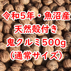 令和5年★新潟・魚沼産★天然殻付き鬼クルミ★500g★通常サイズ★国産鬼胡桃の画像1