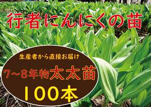 行者ニンニク 7～8年物太太球根苗100株 a