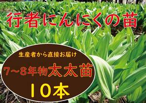 行者ニンニク 7～8年物 太太球根苗 10株