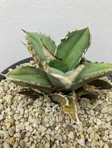 AGAVE TITANOTA アガベ チタノタ NO NAME 子株_画像1