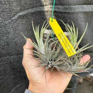 ブロメリア コレクション Tillandsia ionantha maxima Huanelulaの画像2