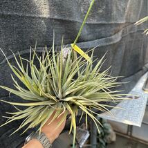 ブロメリア　コレクション　Tillandsia capitata x fasciculata _画像5