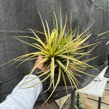 ブロメリア　コレクション　Tillandsia concolor cuicatlan_画像2