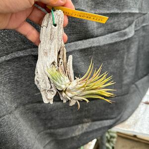 ブロメリア　コレクション　Tillandsia ionantha Gordo