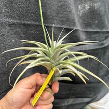 ブロメリア　コレクション　Tillandsia latifolia v.divaricata Hard Leaf_画像3