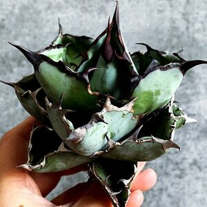 【NN962】【極上血統株！】【ブルーボール】選抜！ 短葉 アガベ チタノタ ブラックアンドブルー BB Agave titanota 'BB'