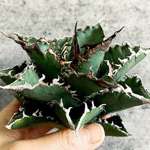 【D1101】S級極上！！ 【超希少品種！】アガベ チタノタ バラクーダ Agave titanota”barracuda”