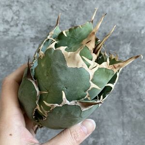 【IR2268】SS級限定株！！【極上高級株！イラン産◆アガベ チタノタ Dragon clow◆】Agave titanota 'Dragon clow'