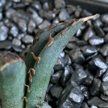 【NN863】在庫ラスト！！【超希少 チタノタ】 アガベ チタノタ 『 阿修羅 』 Agave titanota ' ASHURA '_画像5