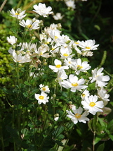 切り花、花壇、鉢植えに広く利用されている