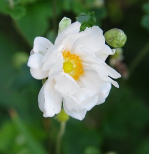 シュウメイギク（秋明菊）白花八重咲き種　ポリポット植え　２鉢
