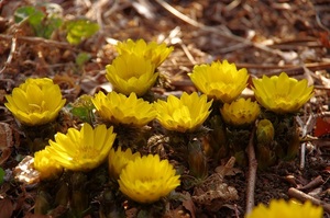 フクジュソウ（福寿草）花芽付き　プラ鉢植え　1鉢