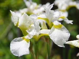 白花アヤメ　ポリポット植え　２鉢