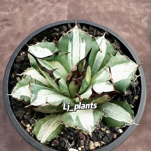 【Lj_plants】75 アガベ チタノタ 姫厳竜錦 極上斑入り 白中斑 希少株 子株1株