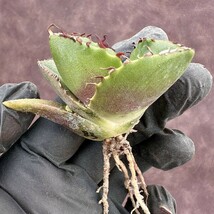 【Lj_plants】83 アガベ 多肉植物 ジャガーノート 純血 'Juggernaut' pure blood 優良な血統 短葉で肉厚 極上美株_画像5