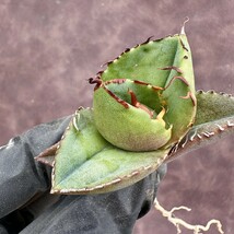 【Lj_plants】84 アガベ 多肉植物 ジャガーノート 純血 'Juggernaut' pure blood 優良な血統 短葉で肉厚 極上美株_画像7